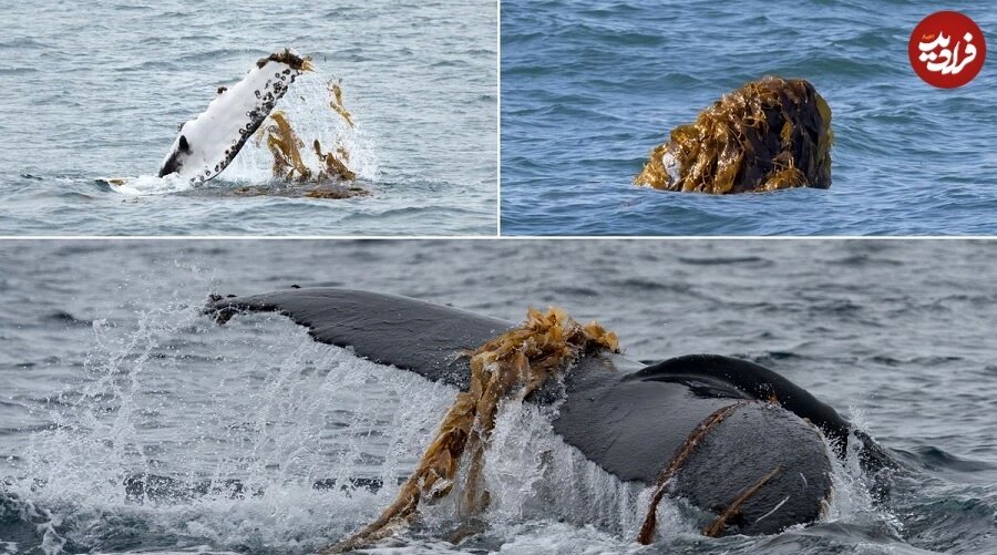 درگیری خونین سگ و کانگورو در آب!/ عکس