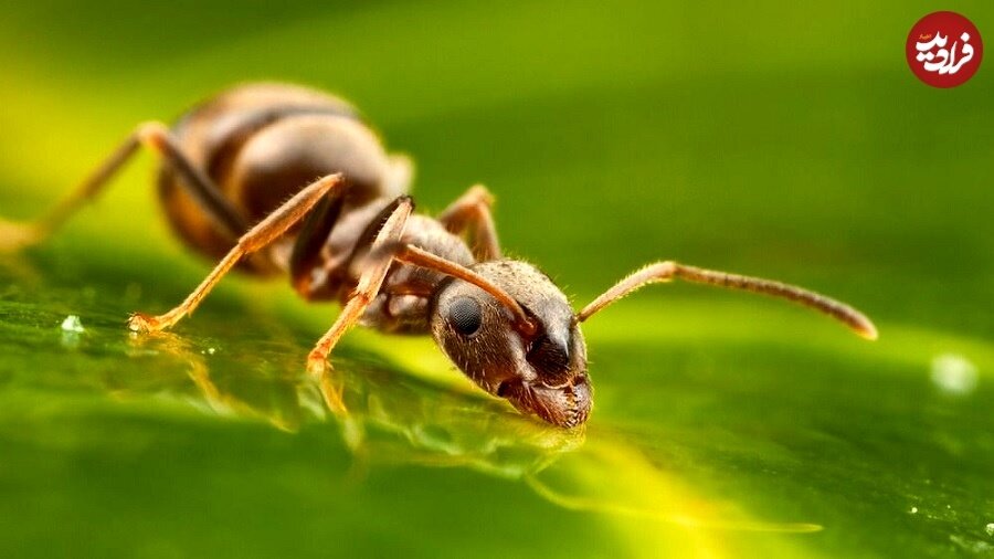 درگیری خونین سگ و کانگورو در آب!/ عکس