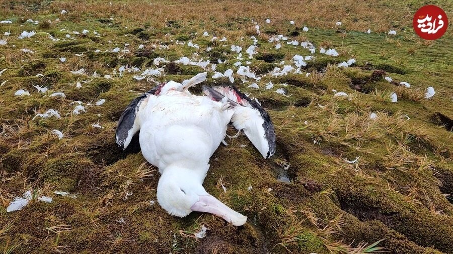 درگیری خونین سگ و کانگورو در آب!/ عکس