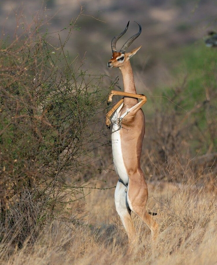 این حیوان چهارپا می‌تواند ساعت‌ها روی دو پا بایستد!