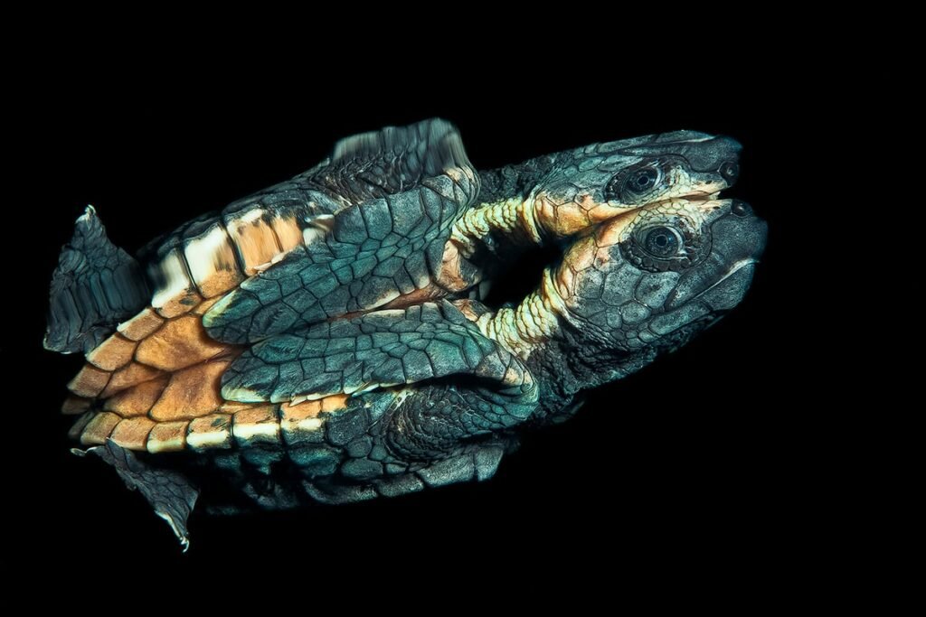 شکار موجودی بیگانه در اعماق تاریکی!/ عکس