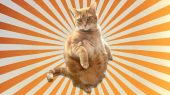 آیا گربه‌های نارنجی واقعا احمق‌تر از سایر گربه‌ها هستند؟
