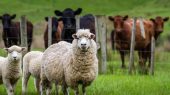 افزایش باور نکردنی قیمت گوسفند زنده