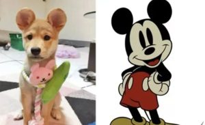 چینی‌ها با جراحی سگ‌های خود را شبیه میکی‌موس می‌کنند!/ عکس