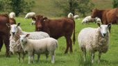 عکسی از گوسفند و گاو در مزرعه