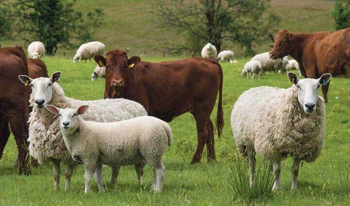 عکسی از گوسفند و گاو در مزرعه