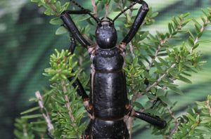 عکسی از خرچنگ درختی