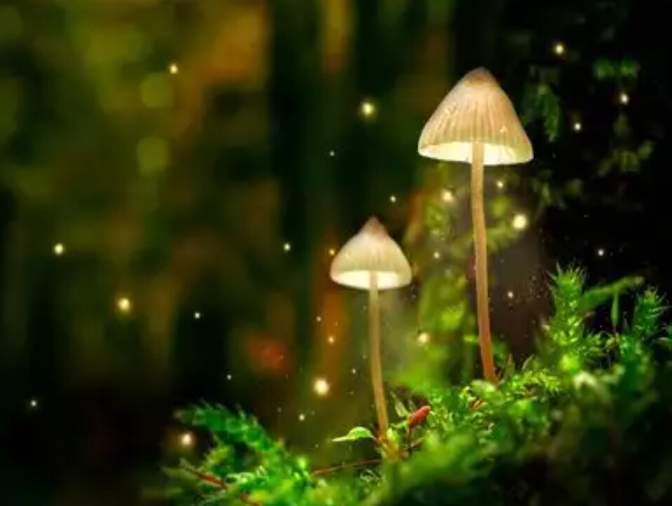 راز مکان‌هایی روی زمین که در شب می‌درخشند/ عکس