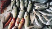 سرانه مصرف ماهی در ایران ۱۲ کیلوگرم است!