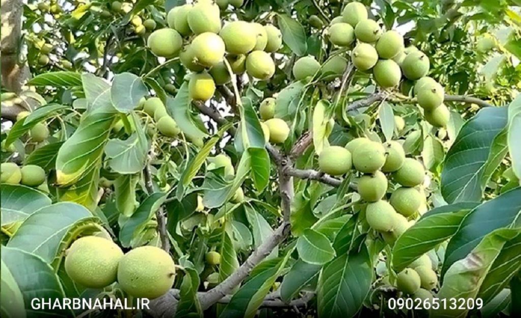 مرکز تولید و فروش نهال گردو ژنوتیپ مقاوم به سرما (بهترین قیمت در بازار)