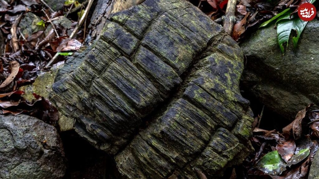 عکس از جنگلی که با گذشت زمان سنگی شده است