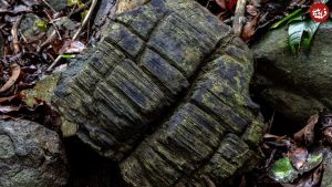 عکس از جنگلی که با گذشت زمان سنگی شده است