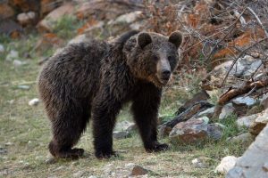 کشف لاشه خرس قهوه‌ای در این شهر/ عکس