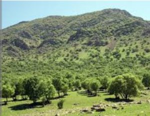 ۸۴۶ هزار اصله نهال در همدان کاشته شد