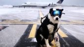 سگ‌ها باند فرودگاه مهرآباد را بستند!