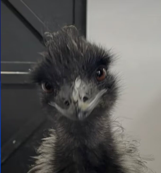 تصویری از شترمرغ