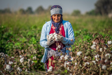 قدیمی ترین مزرعه