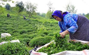 زنان روستایی؛ نقش کلیدی در تولید کشور