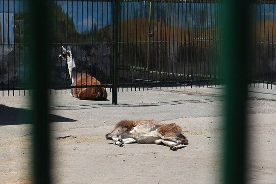 تکلیف باغ‌وحش‌های غیراستاندارد مشخص شد