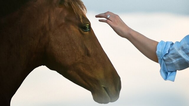حضور بین‌المللی فیلم کوتاه «آخرین شیهه» در جشنواره کانبرا استرالیا