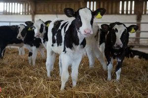 قیمت دام زنده امروز ۲۵ مهر ۱۴۰۳