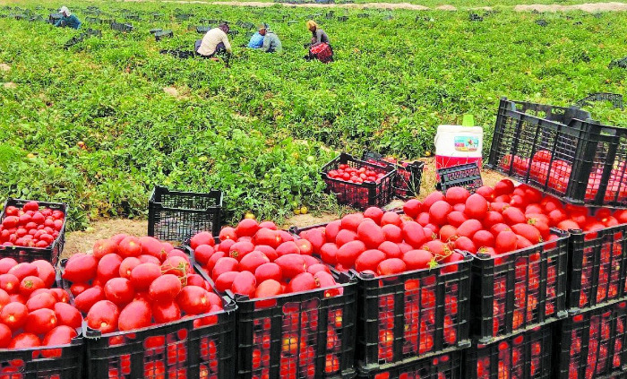 گوجه‌فرنگی