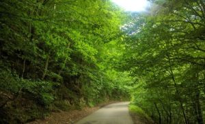 مدیریت پایدار جنگل‌های هیرکانی: مسیر جدید و چالش‌های پیش‌رو