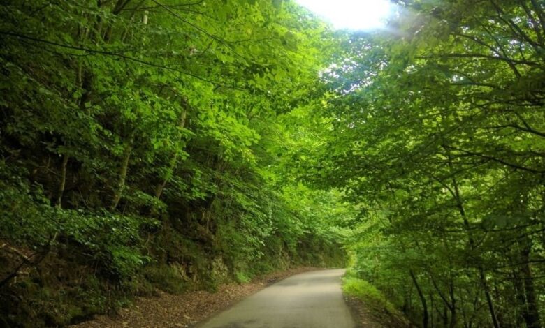 مدیریت پایدار جنگل‌های هیرکانی: مسیر جدید و چالش‌های پیش‌رو