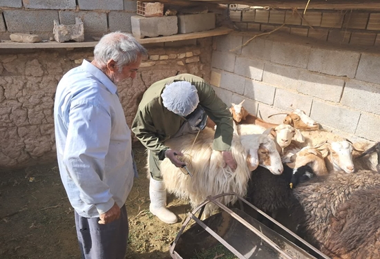 واکسیناسیون دامها و سگها در اردوی جهادی دامپزشکی مهریز