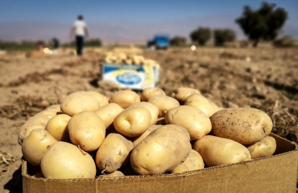 سیبزمینی