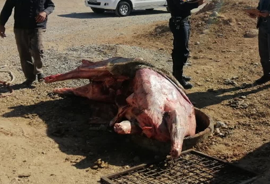 برخورد قاطع دامپزشکی با گوشت غیرمجاز در شهرستان یزد