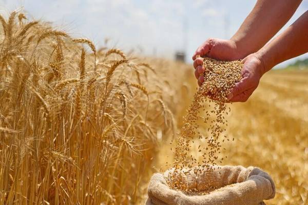 آغاز کشت گندم در ۶ میلیون هکتار/ کود ازته کشاورزان تامین شد